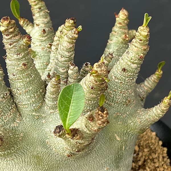アデニウム:アラビカムスーパードワーフ 5号鉢植え26-04