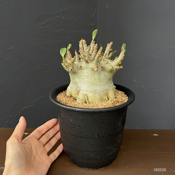 アデニウム:アラビカムスーパードワーフ 5号鉢植え26-05