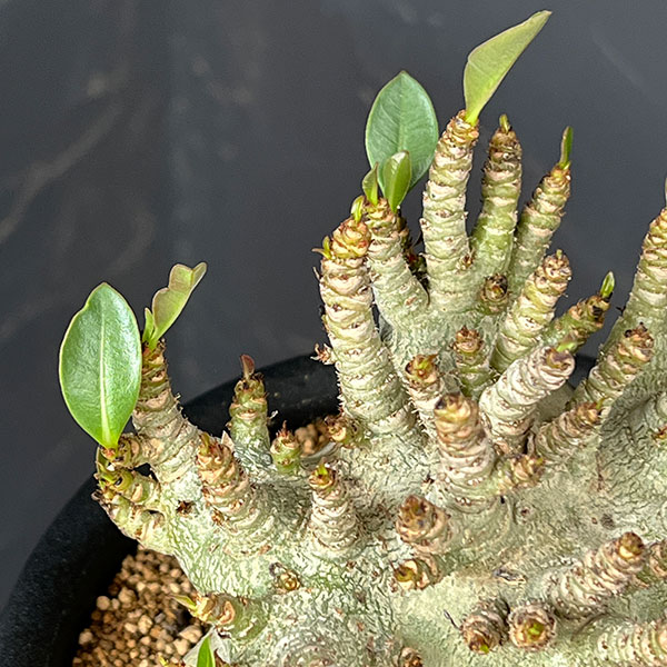 アデニウム:アラビカムスーパードワーフ 5号鉢植え26-05