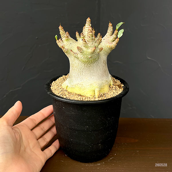 アデニウム:アラビカムスーパードワーフ 4号鉢植え26-09