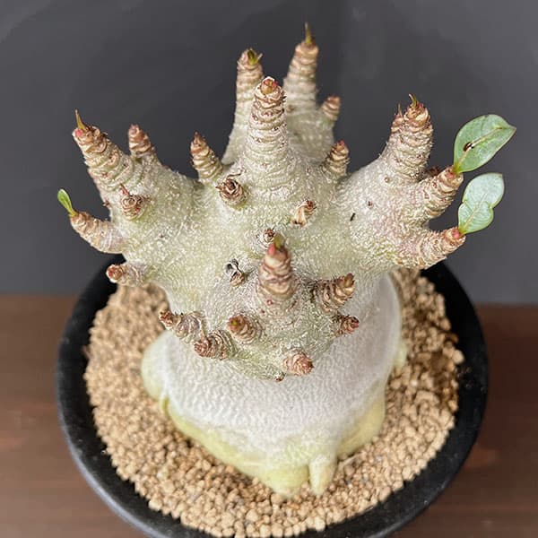 アデニウム:アラビカムスーパードワーフ 4号鉢植え26-09