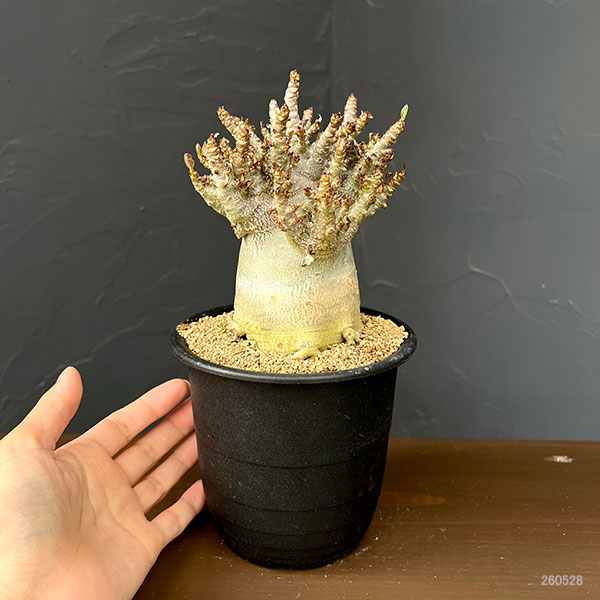 アデニウム:アラビカムスーパードワーフ 4号鉢植え26-10