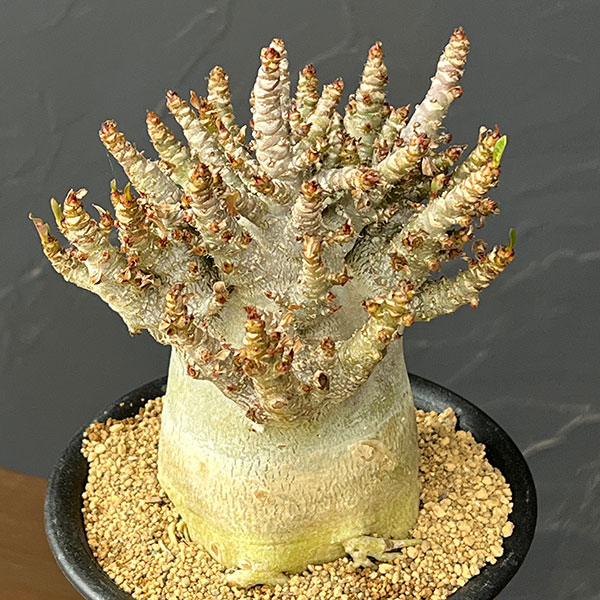 アデニウム:アラビカムスーパードワーフ 4号鉢植え26-10