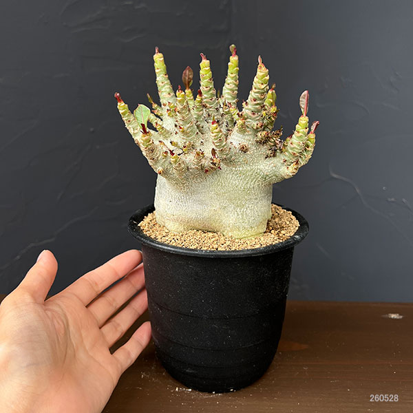 アデニウム:アラビカムスーパードワーフ 4号鉢植え26-11