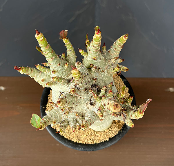 アデニウム:アラビカムスーパードワーフ 4号鉢植え26-11