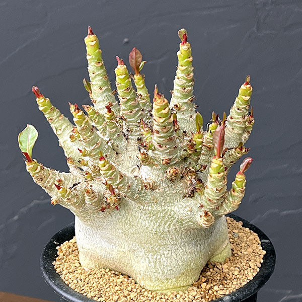 アデニウム:アラビカムスーパードワーフ 4号鉢植え26-11