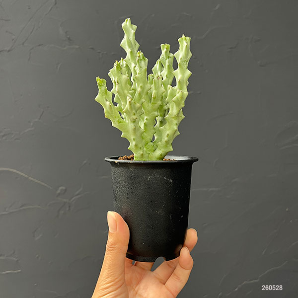 カラルマ：ソコトラナム　3号鉢植え