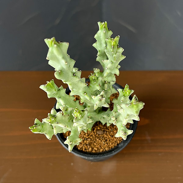 カラルマ：ソコトラナム　3号鉢植え