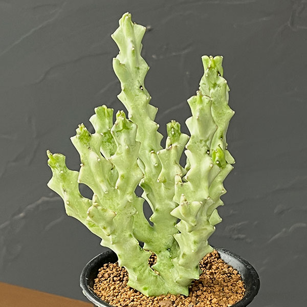 カラルマ：ソコトラナム　3号鉢植え