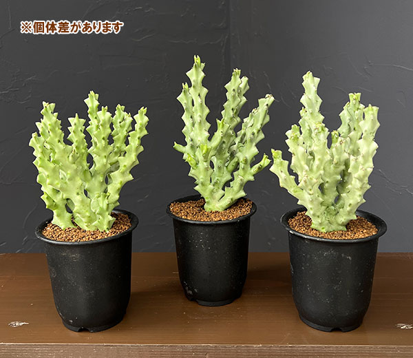 カラルマ：ソコトラナム　3号鉢植え
