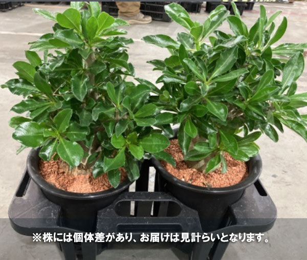 [26年6月中下旬予約]パキポディウム：サンデルシー　6号鉢植え