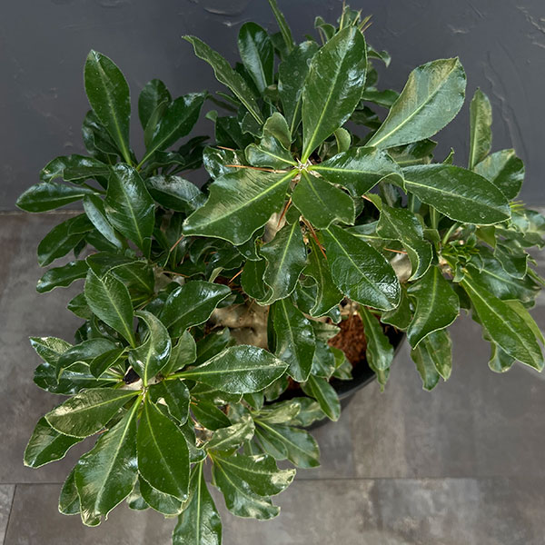 パキポディウム:サンデルシー 6号鉢植え