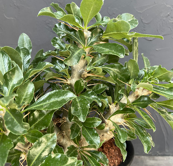 パキポディウム:サンデルシー 6号鉢植え