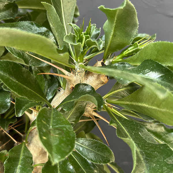 パキポディウム:サンデルシー 6号鉢植え