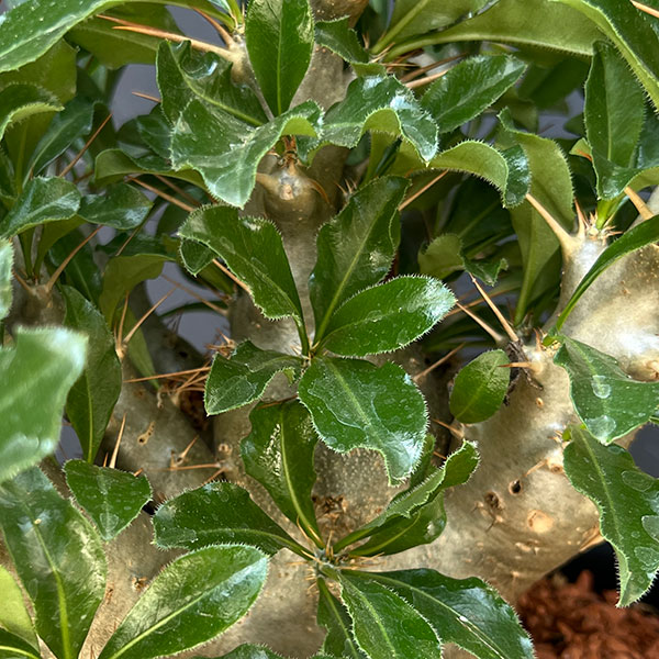 パキポディウム:サンデルシー 6号鉢植え