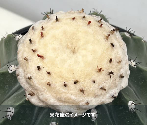 [26年6月中下旬予約]サボテン：メロカクタス　クルビスピヌス（トゲなし）　5号鉢植え