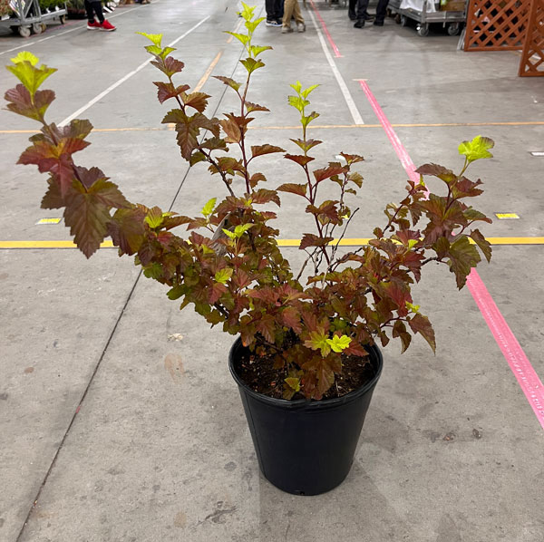 アメリカテマリシモツケ：マジックボール　9号鉢植え