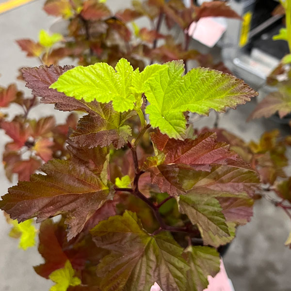 アメリカテマリシモツケ：マジックボール　9号鉢植え