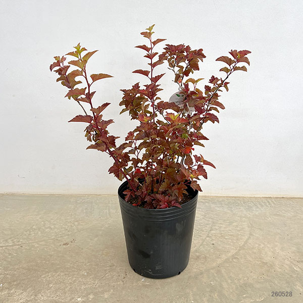 アメリカテマリシモツケ：マジックボール　9号鉢植え