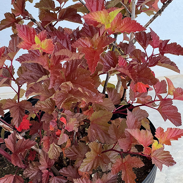 アメリカテマリシモツケ：マジックボール　9号鉢植え