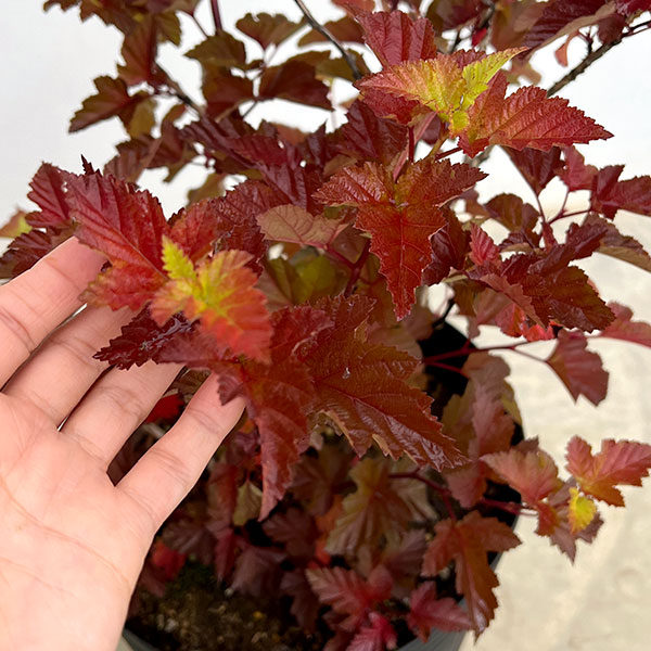 アメリカテマリシモツケ：マジックボール　9号鉢植え