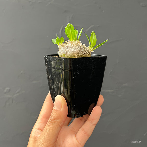 パキポディウム：エブレネウム 2.5号鉢植え*