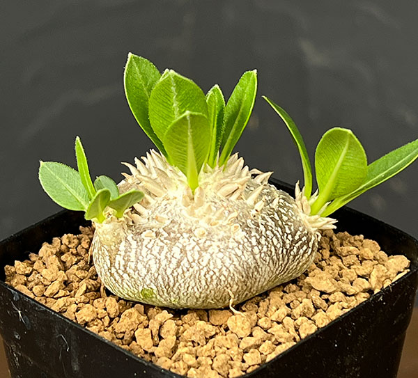 パキポディウム：エブレネウム 2.5号鉢植え*