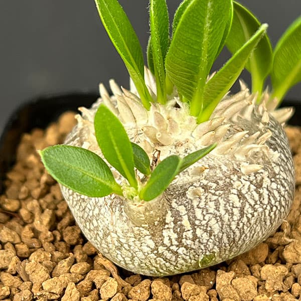 パキポディウム：エブレネウム 2.5号鉢植え*