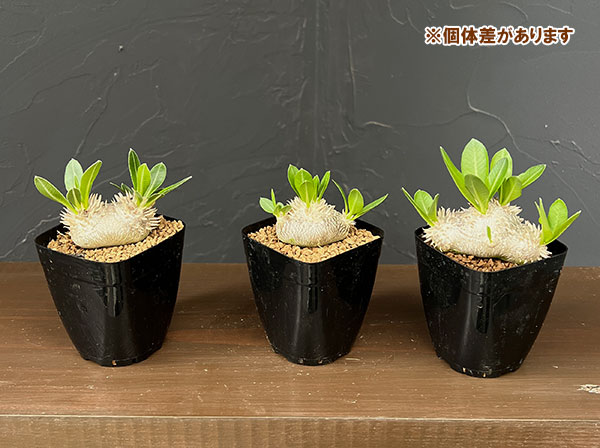パキポディウム：エブレネウム 2.5号鉢植え*