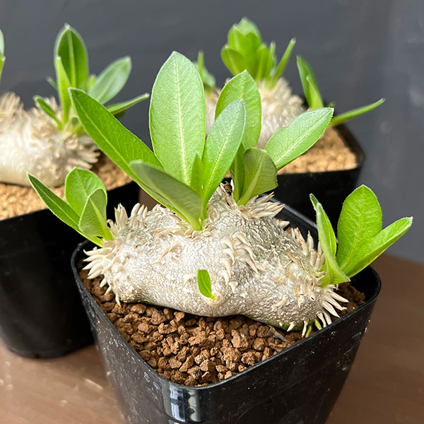 パキポディウム：エブレネウム 2.5号鉢植え*
