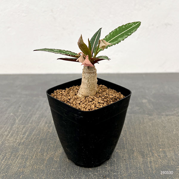 ユーフォルビア：ラバティー×クレメルシー　2.5号鉢植え