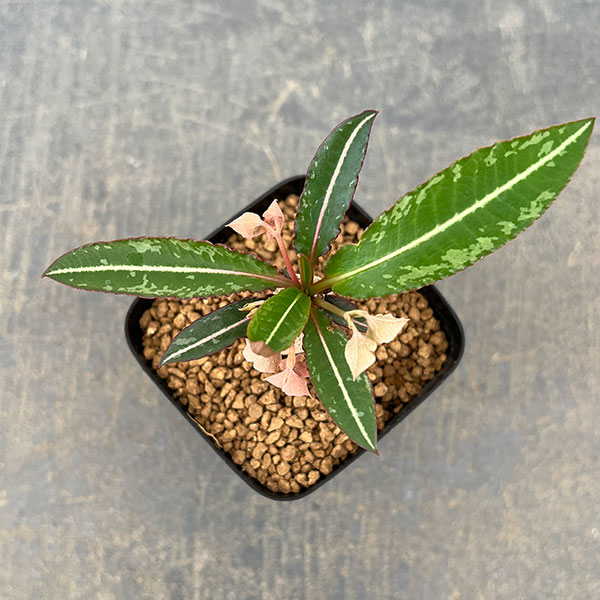 ユーフォルビア：ラバティー×クレメルシー　2.5号鉢植え