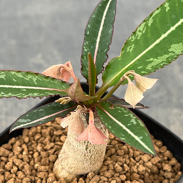 ユーフォルビア：ラバティー×クレメルシー　2.5号鉢植え