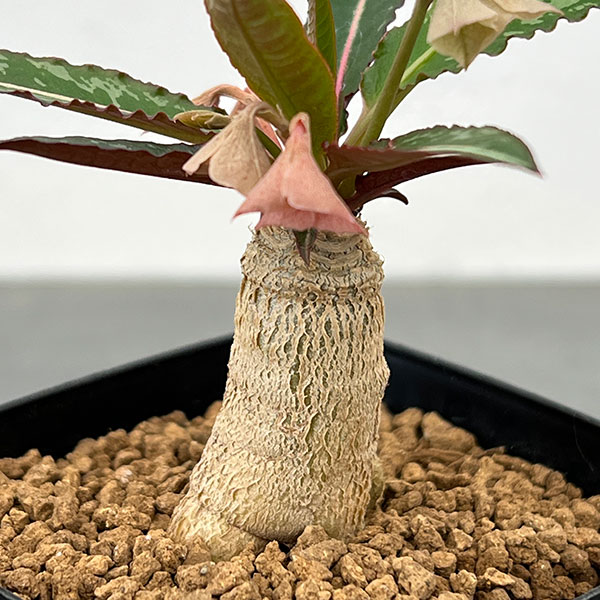 ユーフォルビア：ラバティー×クレメルシー　2.5号鉢植え