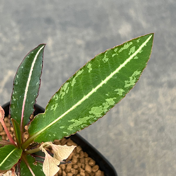 ユーフォルビア：ラバティー×クレメルシー　2.5号鉢植え