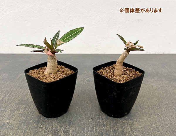 ユーフォルビア：ラバティー×クレメルシー　2.5号鉢植え