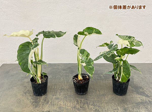 クワズイモ:斑入りセレクト 2.5号
