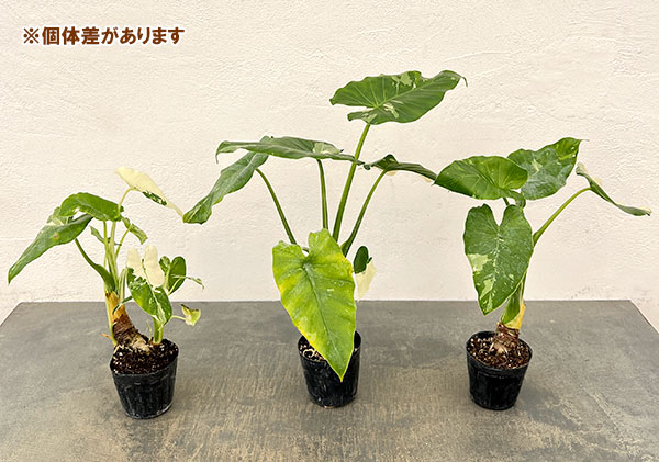 クワズイモ:斑入り(幹太株) 2.5号