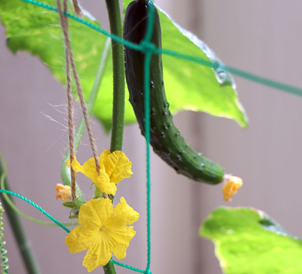 [26年4月上旬予約]キュウリ：夏すずみ自根苗3号ポット