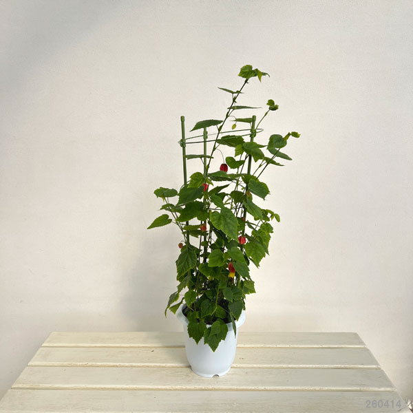 アブチロン（つる性）：チロリアンランプ5号鉢植え