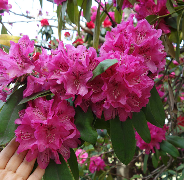 シャクナゲ（石楠花）：太陽（たいよう）5号鉢植え