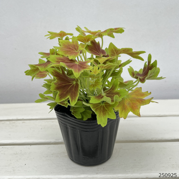 ゼラニウム:もみじ葉ゼラニウム3~3.5号ポット