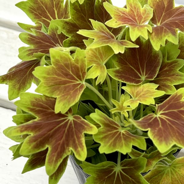 ゼラニウム:もみじ葉ゼラニウム3~3.5号ポット