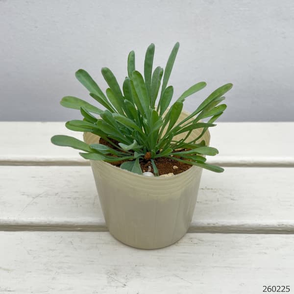 オンファロデス：リニフォリア（白花）3-3.5号ポット