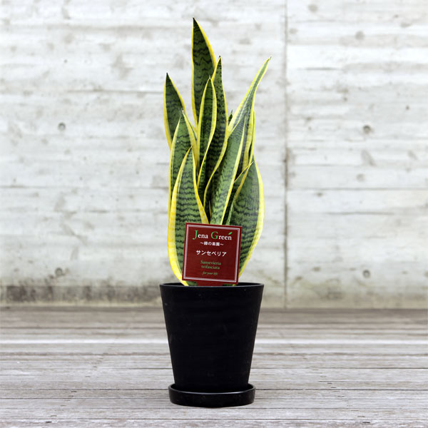 園芸ネット本店｜ギフト：サンセベリアローレンチー 6号鉢植え（皿付
