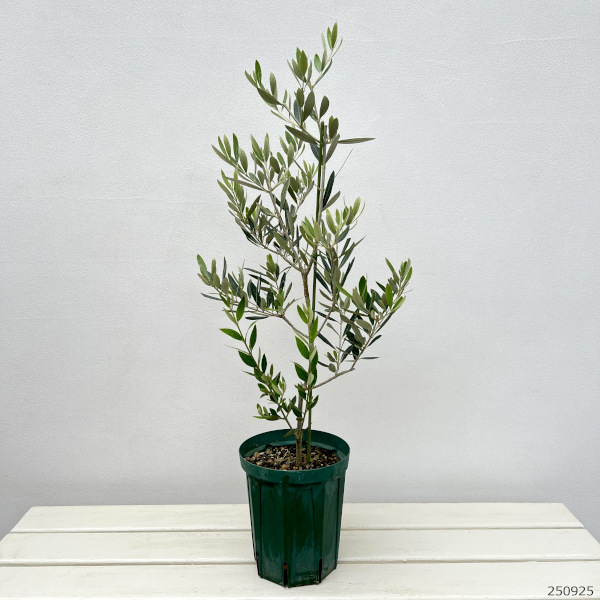 オリーブ：ピクアル　5号ポット