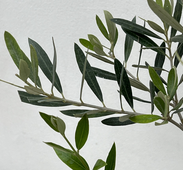 オリーブ：ピクアル　5号ポット