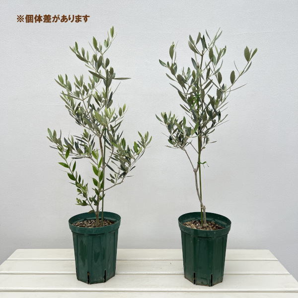 オリーブ：ピクアル　5号ポット