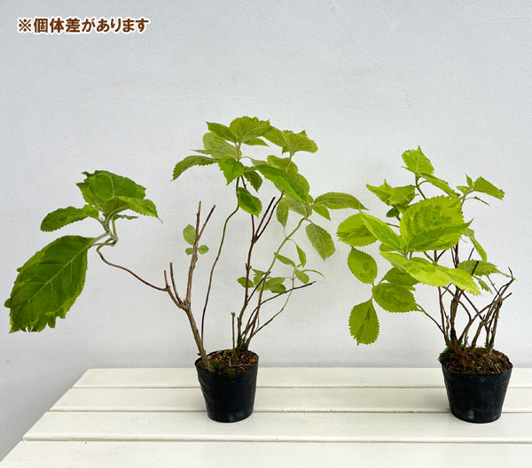 見返草（ミカエリソウ）：斑入り3号ポット