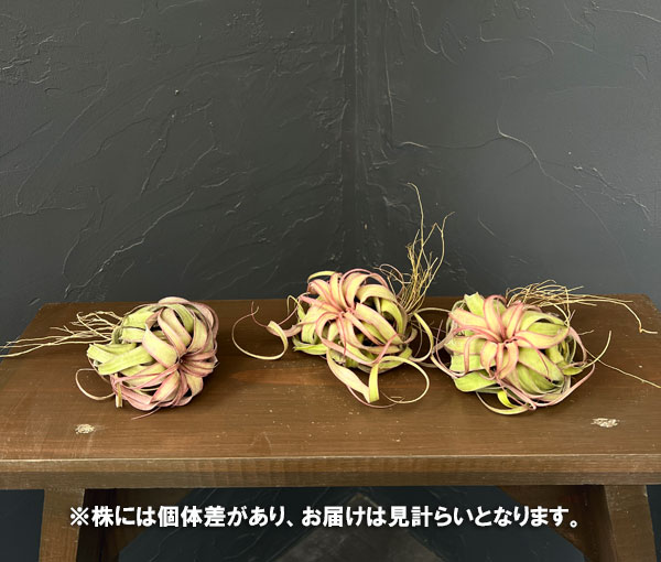 チランジア:エリックノブロック